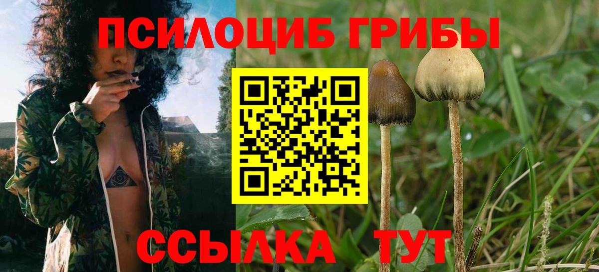 Новошахтинск  Галлюциногенные грибы Psilocybe  Псилоцибиновые грибы мухоморы  Вход с VPN 