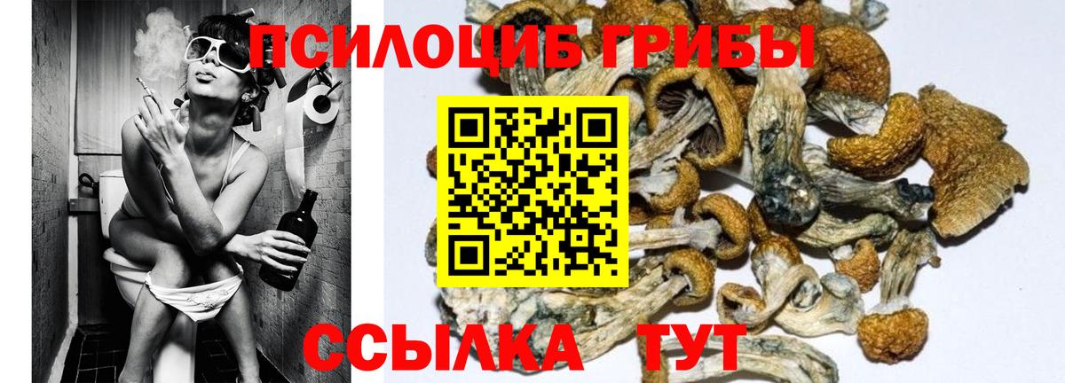Галлюциногенные грибы Cubensis Новошахтинск